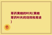 草药黄精的叶片(黄精草药叶片的功效和用途)