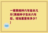 一棵黄精种六年能长几斤(黄精种子生长六年后，增加重量有多少？)