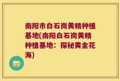 南阳市白石岗黄精种植基地(南阳白石岗黄精种植基地：探秘黄金花海)