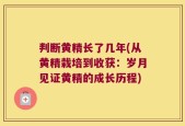 判断黄精长了几年(从黄精栽培到收获：岁月见证黄精的成长历程)