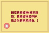 搬家黄精植物(搬家新绿：黄精植物易养护，适合为新家添绿色。)