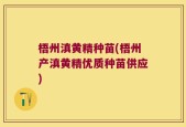 梧州滇黄精种苗(梧州产滇黄精优质种苗供应)