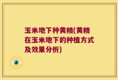 玉米地下种黄精(黄精在玉米地下的种植方式及效果分析)