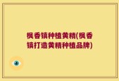 枫香镇种植黄精(枫香镇打造黄精种植品牌)