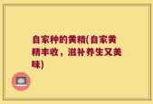 自家种的黄精(自家黄精丰收，滋补养生又美味)