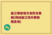 丽江哪些地方有野生黄精(探秘丽江境内黄精栖息地)