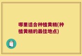 哪里适合种植黄精(种植黄精的最佳地点)