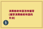 滇黄精老块茎怎样催芽(催芽滇黄精老块茎的方法)