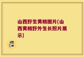 山西野生黄精图片(山西黄精野外生长照片展示)