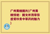 广州黄精图片(广州黄精惊艳：图文并茂带你感受珍贵中草药的魅力)