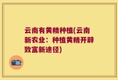 云南有黄精种植(云南新农业：种植黄精开辟致富新途径)