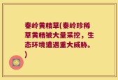 秦岭黄精草(秦岭珍稀草黄精被大量采挖，生态环境遭遇重大威胁。)