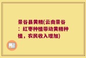 景谷县黄精(云南景谷：红枣种植带动黄精种植，农民收入增加)