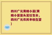 四川广元黄精小苗(黄精小苗苗头茁壮生长，四川广元农民丰收在望)