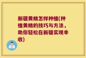 新疆黄精怎样种植(种植黄精的技巧与方法，助你轻松在新疆实现丰收)