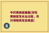 中药黄精苗图集(浏览黄精苗生长全过程，尽兴领略其生态美感)