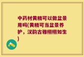 中药材黄精可以做盆景用吗(黄精可当盆景养护，汉韵古雅栩栩如生)
