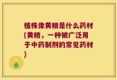 植株像黄精是什么药材(黄精，一种被广泛用于中药制剂的常见药材)