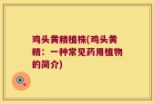 鸡头黄精植株(鸡头黄精：一种常见药用植物的简介)