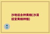沙地适合种黄精(沙漠适宜黄精种植)