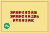 滇黄精种植种苗供应(滇黄精种苗批发优惠价，高质量种植供应)