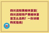 四川资阳黄精块茎苗(四川资阳特产黄精块茎苗怎么选购？一份详细购买指南)
