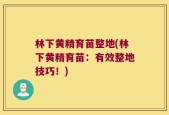 林下黄精育苗整地(林下黄精育苗：有效整地技巧！)