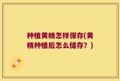 种植黄精怎样保存(黄精种植后怎么储存？)