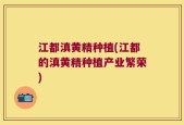 江都滇黄精种植(江都的滇黄精种植产业繁荣)