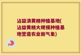 沾益滇黄精种植基地(沾益黄精大规模种植基地营造农业新气象)