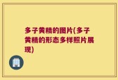 多子黄精的图片(多子黄精的形态多样照片展现)