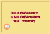 永顺县芙蓉镇黄精(湖南永顺芙蓉镇珍稀植物“黄精”受到保护)