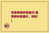 安徽黄精种苗图片(看黄精种苗图片，惊叹!)