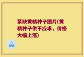 紧缺黄精种子图片(黄精种子供不应求，价格大幅上涨)