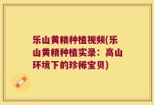 乐山黄精种植视频(乐山黄精种植实录：高山环境下的珍稀宝贝)