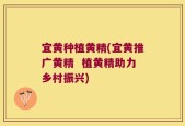 宜黄种植黄精(宜黄推广黄精  植黄精助力乡村振兴)