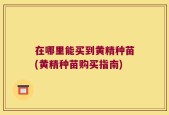 在哪里能买到黄精种苗(黄精种苗购买指南)