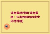 滇南黄精种植(滇南黄精：云南独特的珍贵中药材种植)