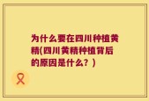 为什么要在四川种植黄精(四川黄精种植背后的原因是什么？)