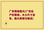 广安黄精最大(广安出产的黄精，大小尺寸皆有，最大规模引瞩目)