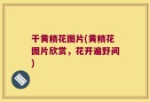干黄精花图片(黄精花图片欣赏，花开遍野间)