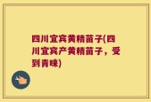 四川宜宾黄精苗子(四川宜宾产黄精苗子，受到青睐)