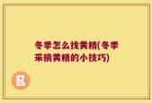 冬季怎么找黄精(冬季采摘黄精的小技巧)