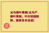 义乌细叶黄精(义乌产细叶黄精，叶片较细新鲜，植株生长迅速)