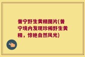 普宁野生黄精图片(普宁境内发现珍稀野生黄精，惊艳自然风光)