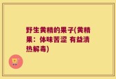 野生黄精的果子(黄精果：体味苦涩 有益清热解毒)