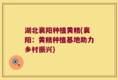 湖北襄阳种植黄精(襄阳：黄精种植基地助力乡村振兴)