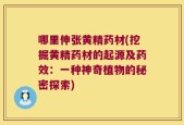 哪里伸张黄精药材(挖掘黄精药材的起源及药效：一种神奇植物的秘密探索)