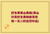 野生黄黄山黄精(黄山珍贵野生黄精被发现 独一无二的自然珍品)
