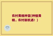 农村黄精种苗(种植黄精，农村新机遇！)